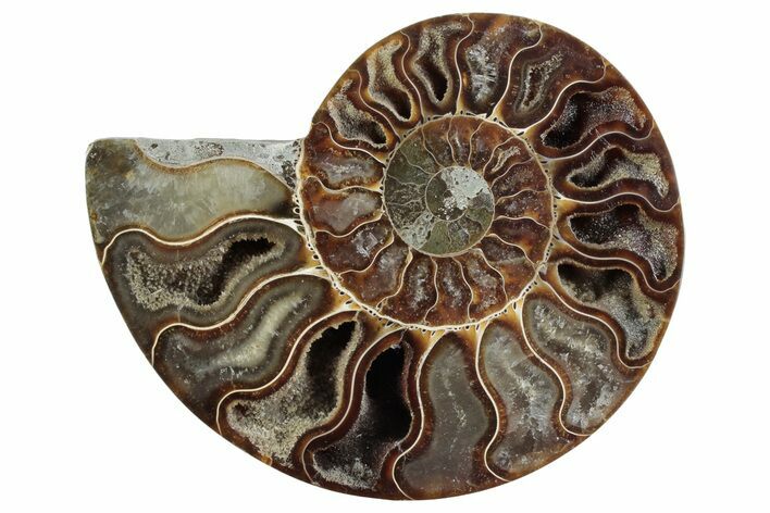 Cut & Polished Ammonite Fossil (Half) - Madagascar #364911